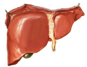 muestra la forma del hígado 