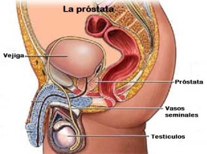 prostata_mediano